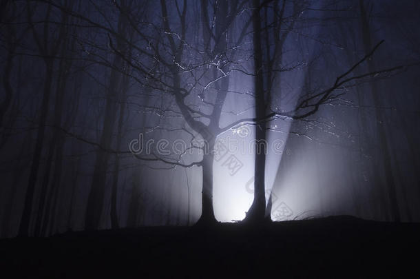 万圣节夜晚黑暗森林里的灯光