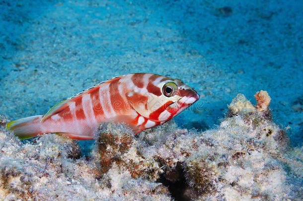 红带石斑鱼