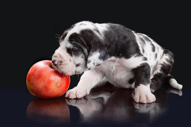 小丑巨犬苹果