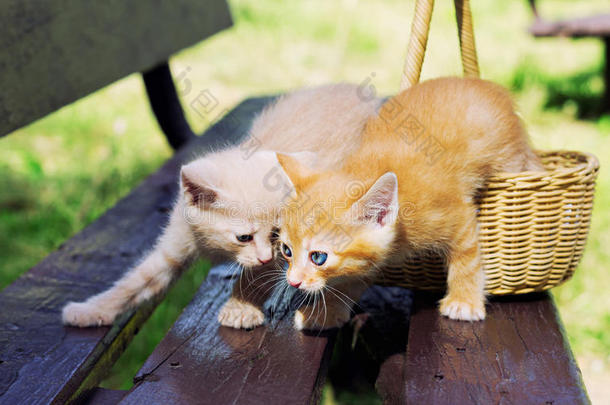爱小猫在篮子里，把注意力集中在一只红色的小猫身上
