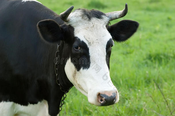牧场上黑白奶牛的画像
