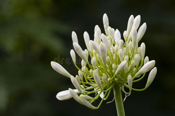 观赏白葱<strong>花穗</strong>