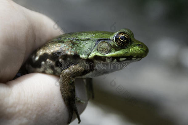 绿河蛙被人抱在手里