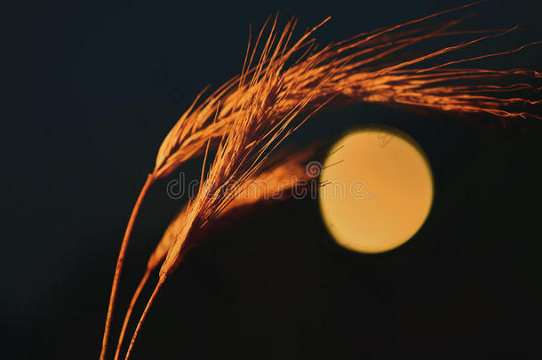 夜，月亮和小麦小穗