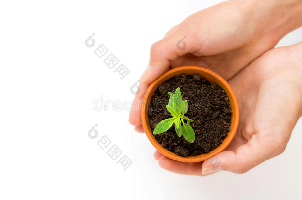 小花盆和绿色植物