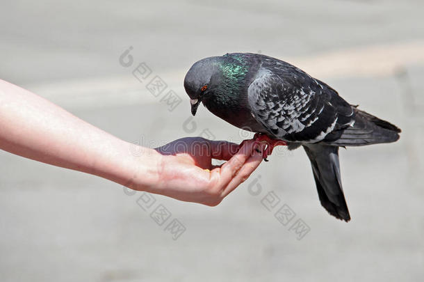 意大利威尼斯圣马可广场，手捧鸽子