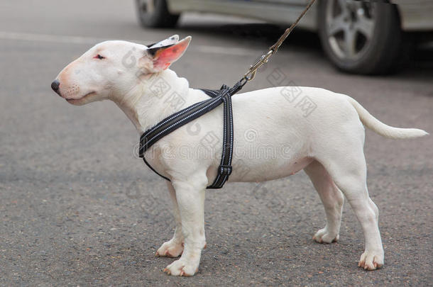 家养犬小型牛梗品种