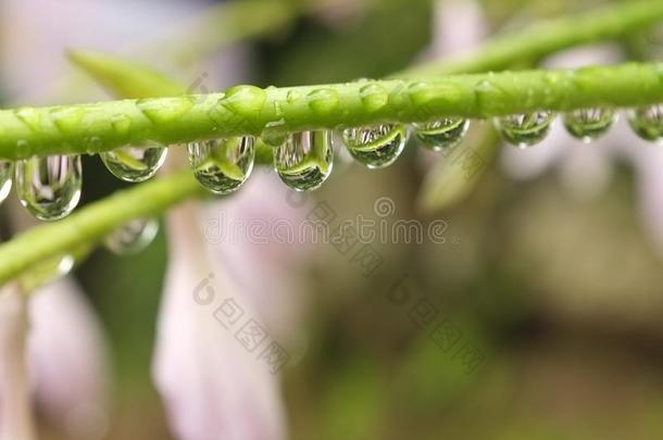 雨水滴在百合花茎上