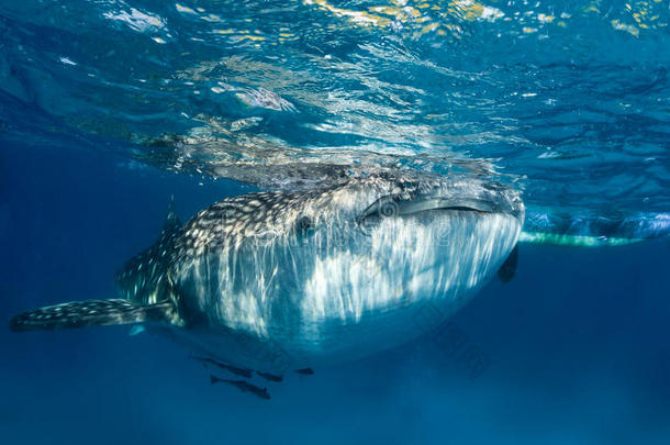 海面上的鲸鲨