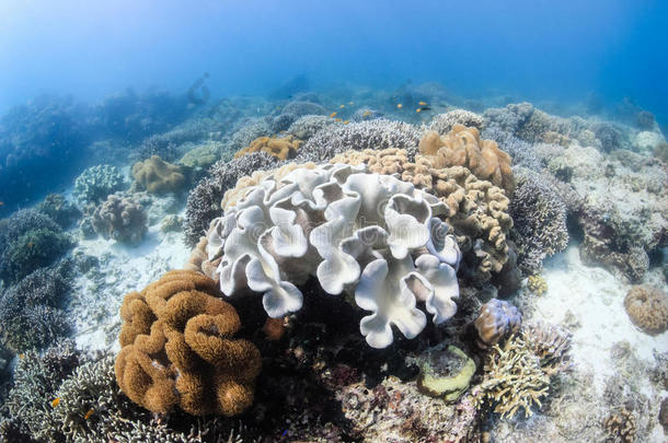 热带<strong>珊瑚</strong>礁上的<strong>软珊瑚</strong>