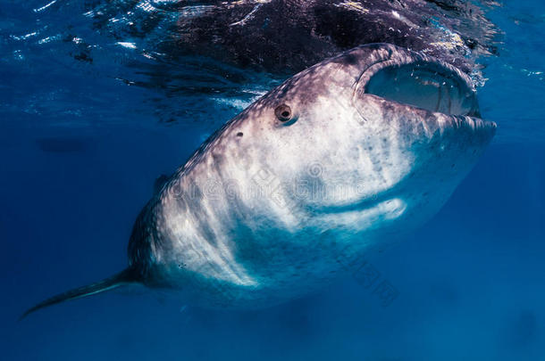 一条大鲸鲨在海面附近觅食