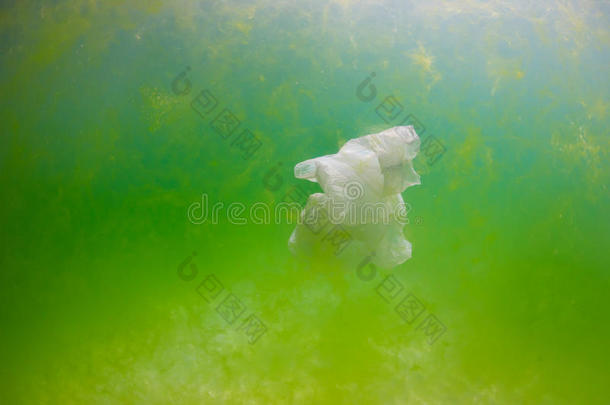 漂浮在海藻覆盖的海洋中的废弃塑料袋