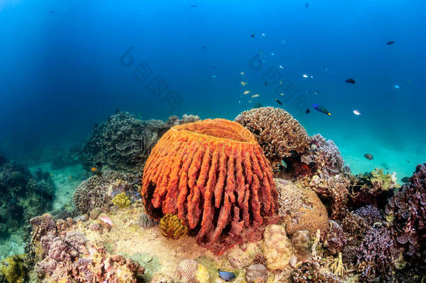 热带珊瑚礁上的热带鱼和大海绵