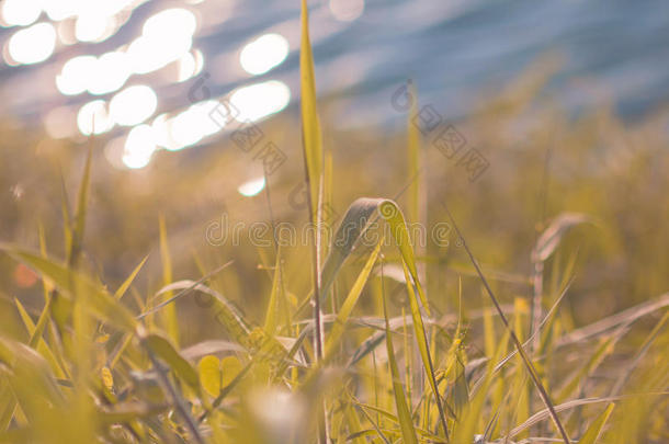 清晨春草上的清晨露水。 晴天