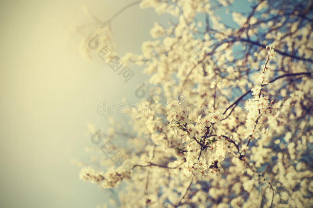 美丽樱桃树的复<strong>古树</strong>花背景照片。
