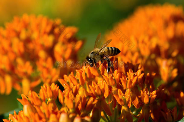 蝴蝶草和蜜蜂