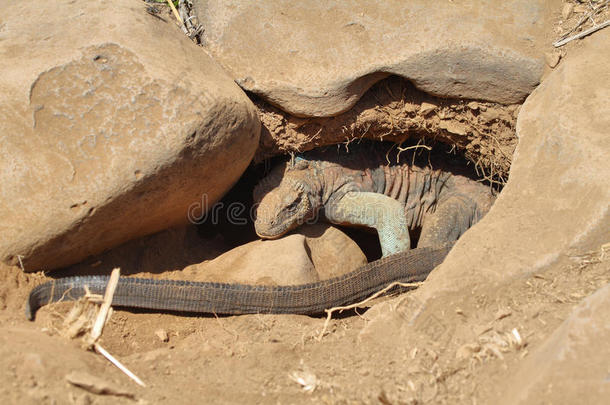 加拉帕戈斯海鬣蜥在一个洞穴里