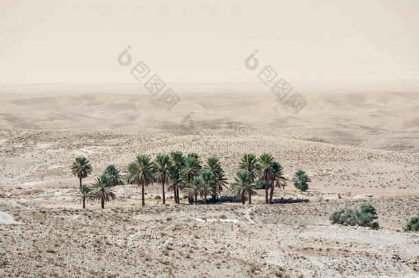 撒哈拉沙漠托泽尔附近的小绿洲