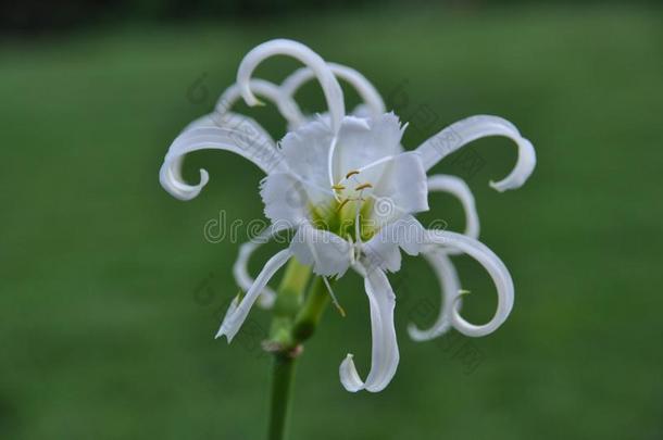 秘鲁水仙花