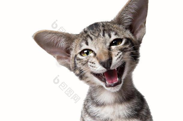 滑稽的微笑丑陋喵喵叫的小猫咪。特写肖像