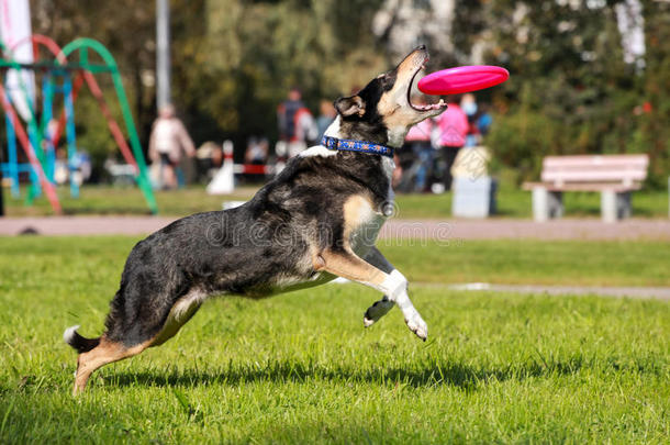 短毛牧羊犬抓<strong>飞盘</strong>