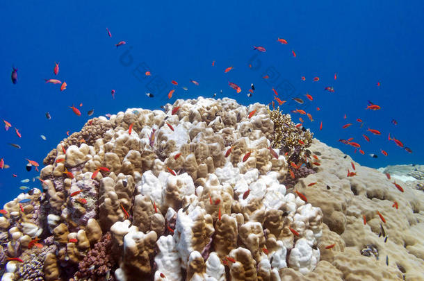 珊瑚礁有外来鱼类安提亚斯和多孔珊瑚在热带海底的珊瑚
