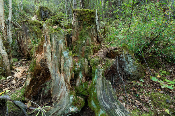 热带森林，树根上有<strong>苔藓</strong>