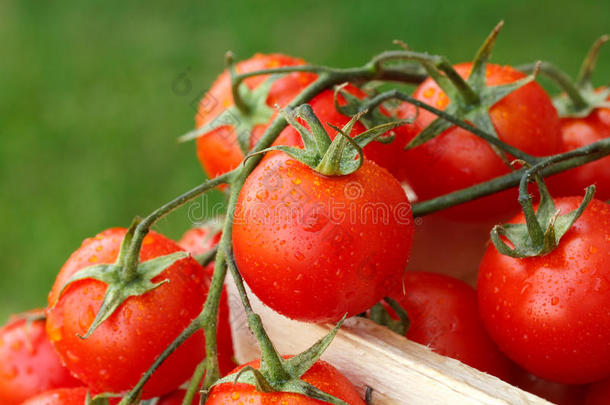 可爱的新鲜红色小西红柿
