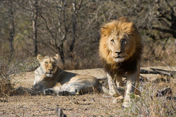 雄狮冲锋摄影师南非
