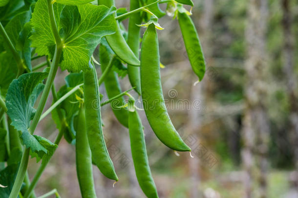 豌豆植物上的豌豆荚