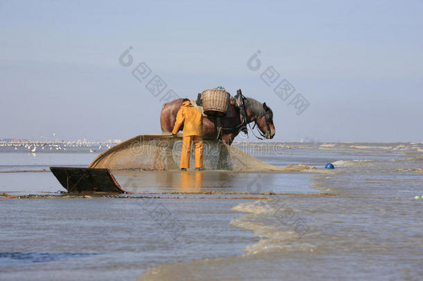 比利时奥斯特杜因克，马背上的捕虾人