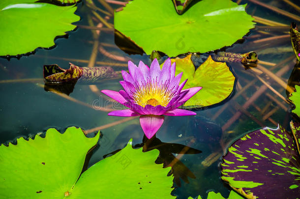 粉红色的<strong>荷花池</strong>塘里美丽的花