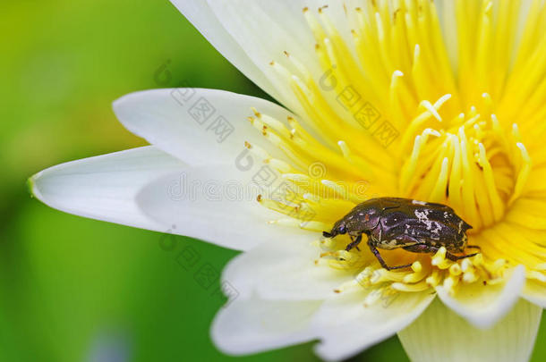 莲花上的<strong>花甲</strong>虫