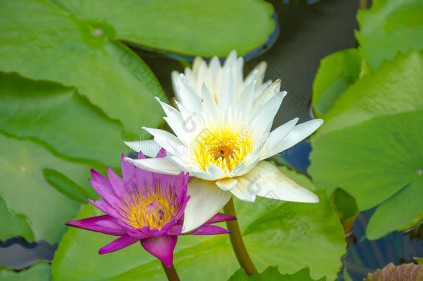 粉红色的<strong>荷花池</strong>塘里美丽的花