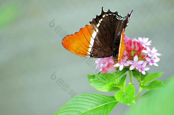 粉红色花朵上锈迹斑斑的蝶