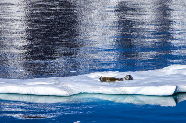 海豹栖息在浮冰上