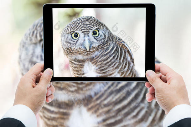 商人手拿平板电脑近距离拍摄猫头鹰照片