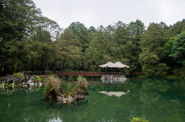 台湾嘉义市阿里山原始森林谭姐