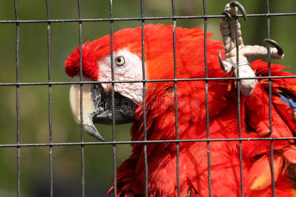 达科他动物园的红金刚鹦鹉
