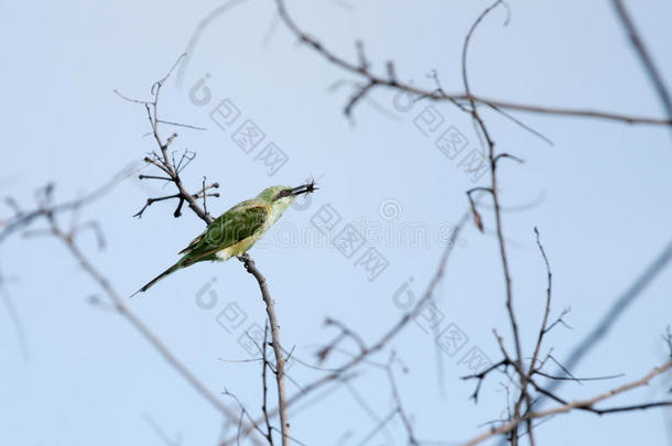 栖息在树枝上的绿色食蜂鸟和猎物