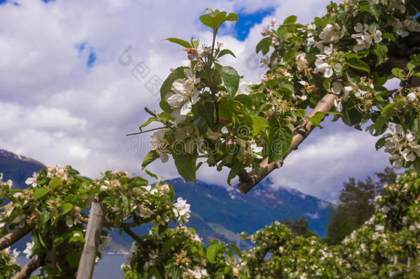 挪威苹果树的盛开