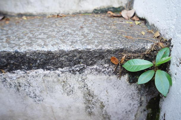 小植物的小生命