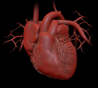 人体心脏解剖学图片