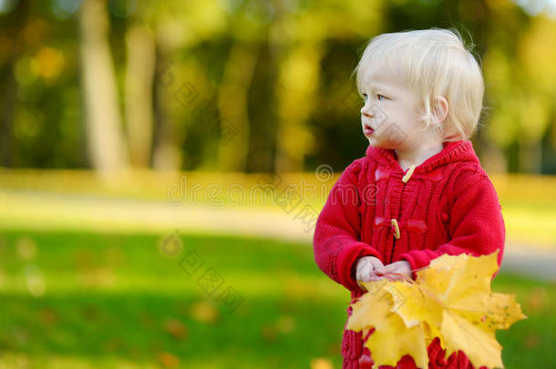 可爱的小女孩抱着黄色的枫叶