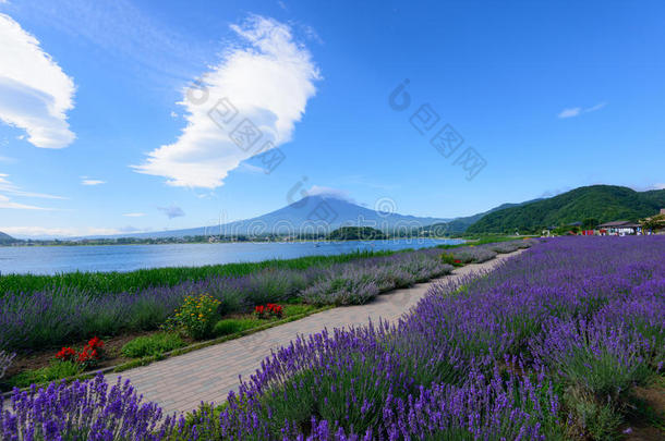 川口湖畔的<strong>富士山</strong>和薰衣草