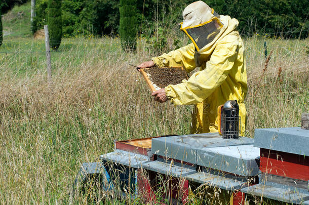 养蜂人在工作-检查蜂箱。烟民到汉