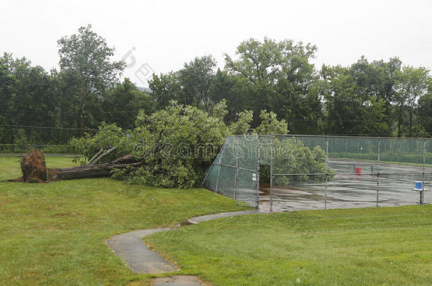 纽约阿尔斯特县，在恶劣天气和龙卷风过后，倒下的树损坏了电线