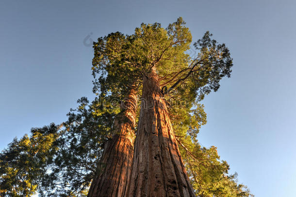 合并的巨型红杉树