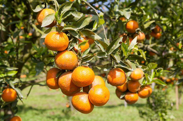新鲜的橘子在植物上，橘子树上
