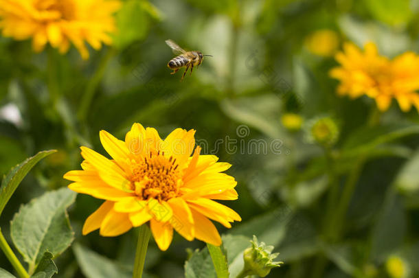 蜜蜂从一朵花飞到另一朵花